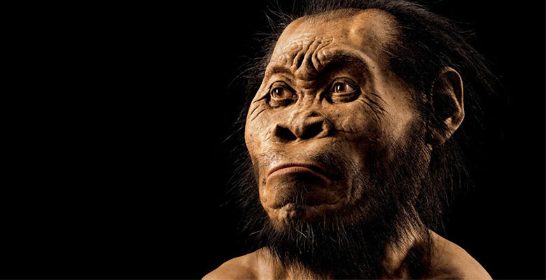 New species of human relative discovered - Press Releases | Liverpool ...