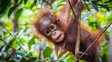 Orangutan forced migration “counterproductive” say conservationists 